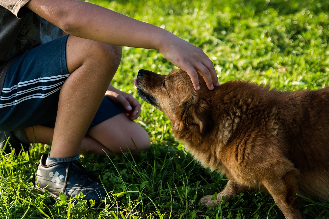 How to Keep Your Pets Safe During Natural Disasters